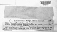 Phoma humuli-japonici image